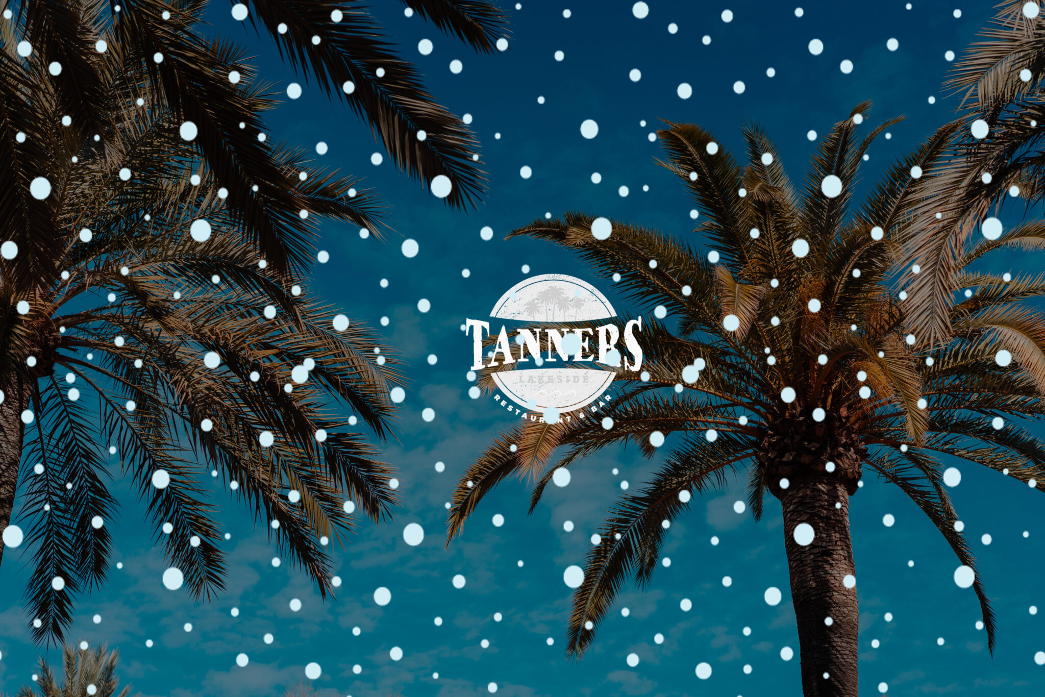 photo of tropical palm trees